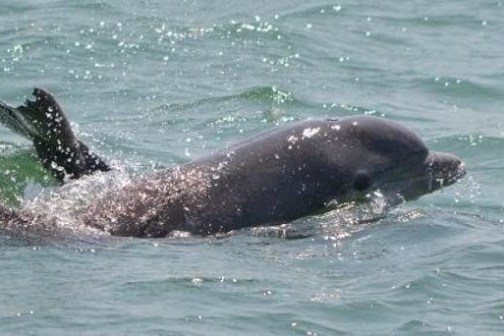 a dog swimming in the water